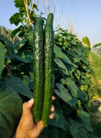 Семена огурца Драго F1