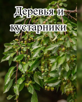 Микробиологическое удобрение Органит Н (1 л) + Микробиологическое удобрение Органит П (1 л) + Биофунгицид Оргамика С (1 л) + Органическое удобрение Универсальное (1л) + Регулятор роста Биодукс (1 мл) + Биофунгицид Псевдобактерин 3 (1 л) 