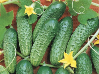  Семена огурца Маша F1