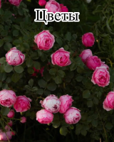 Регулятор роста Биодукс (1 мл) + Почвенный биофунгицид Оргамика Ф (1 л) + Биофунгицид Оргамика С (1 л) + Биофунгицид Псевдобактерин 3 (1 л) + Микробиологическое удобрение Органит Н (1 л) + Микробиологическое удобрение Органит П (1 л)