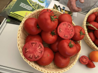 Семена томата Софи F1