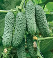 Семена огурца Адмирал F1