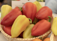 Семена перца Амиго F1