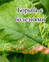 Биофунгицид Оргамика С (1 л) + Органическое удобрение Универсальное (1л) + Регулятор роста Биодукс (1 мл) + Биофунгицид Псевдобактерин 3 (1 л)