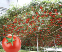 Семена томатного дерева
