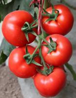 Семена томата Волгодонской F1