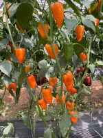 Семена сладкого перца Мини Оранж F1