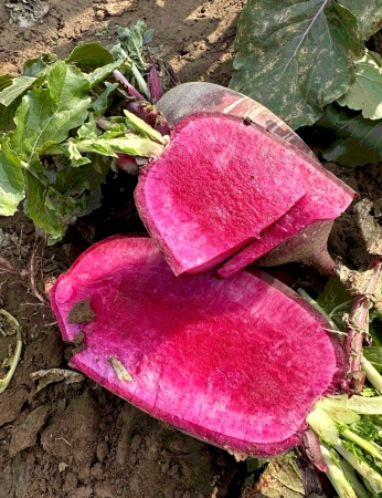 Семена дайкона Ребекка F1