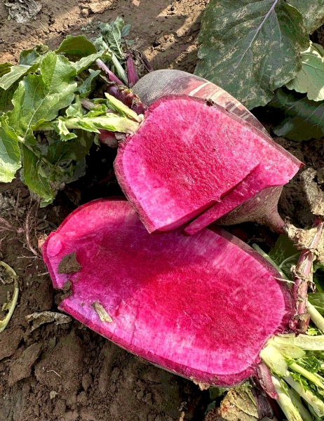 Семена дайкона Ребекка F1