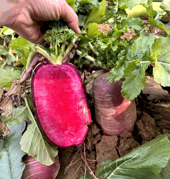 Семена дайкона Ребекка F1